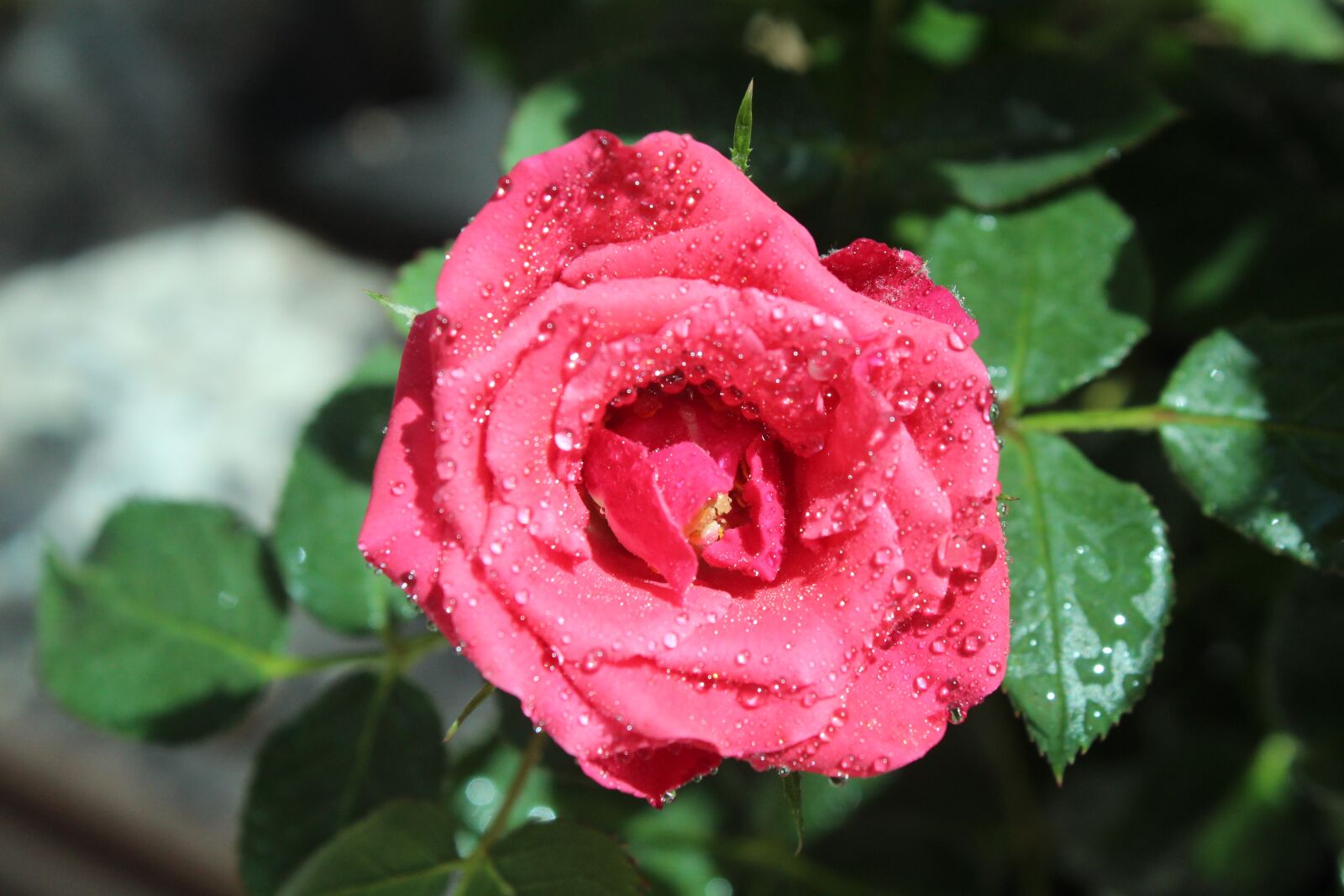 Canon EOS 1300D (EOS Rebel T6 / EOS Kiss X80) sample photo. Rosa, petal, floral photography