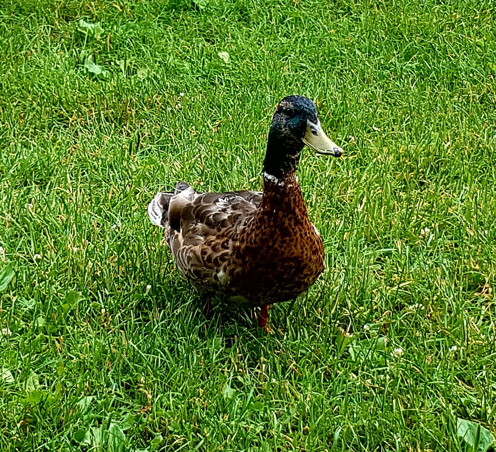 Samsung Galaxy S7 Edge sample photo. Duck, nature, animals photography