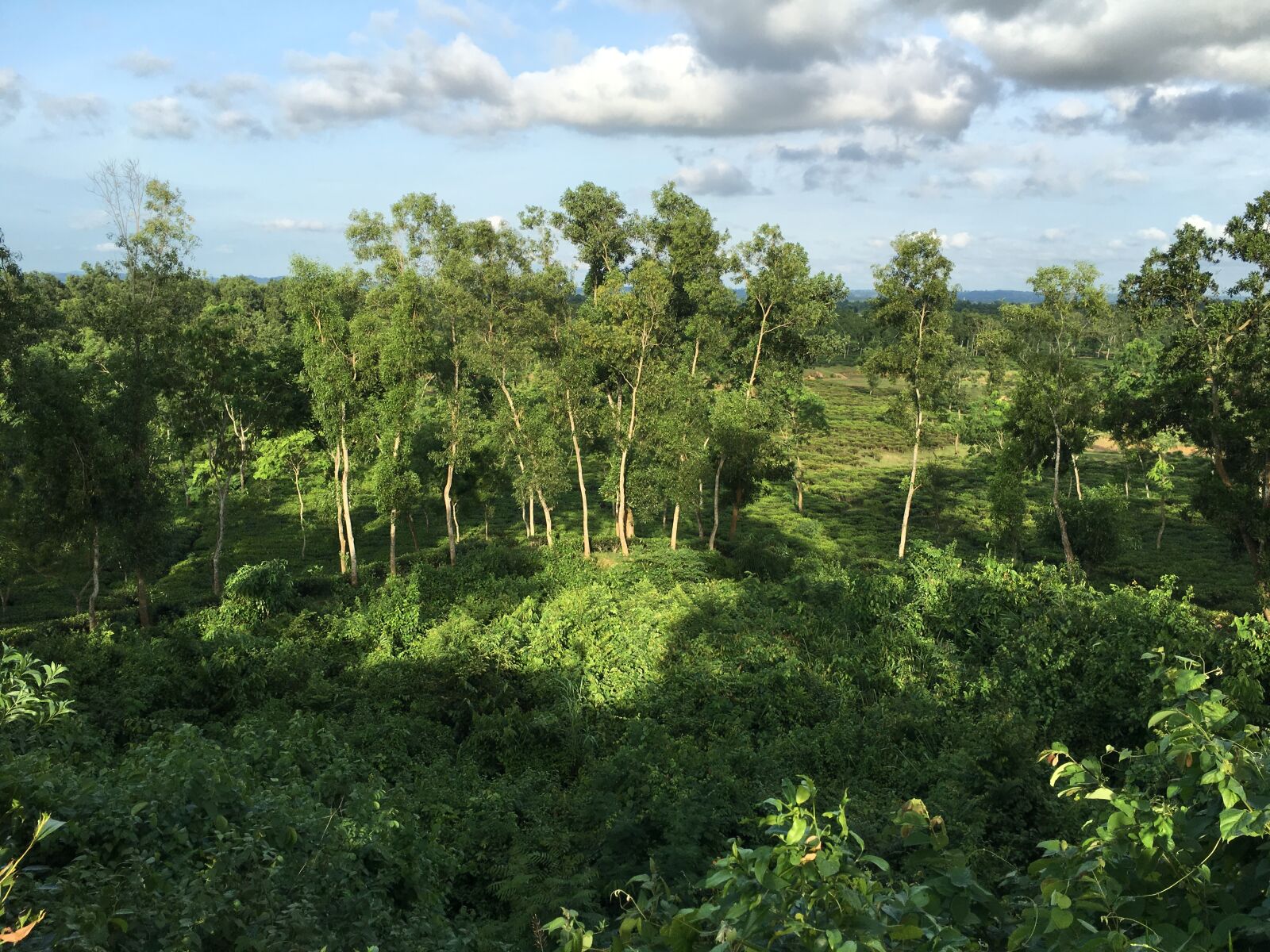 Apple iPhone 6s Plus sample photo. Bangladesh, forest, sunny, day photography