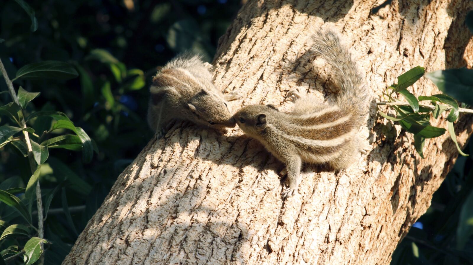 Canon EF75-300mm f/4-5.6 sample photo. Squirrel, nature, animal photography