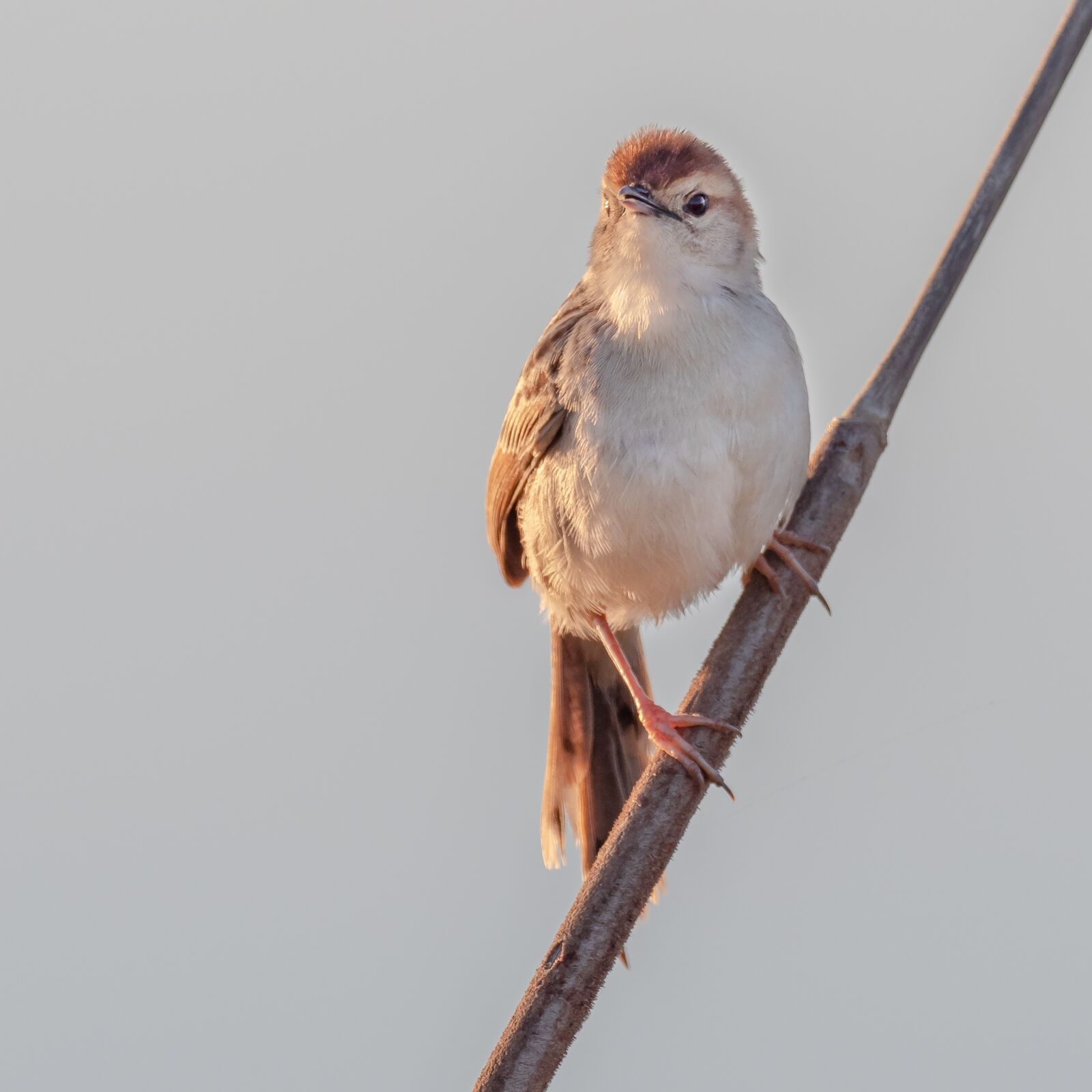 M.300mm F4.0 + MC-14 sample photo. Lesser swamp warbler, warbler photography