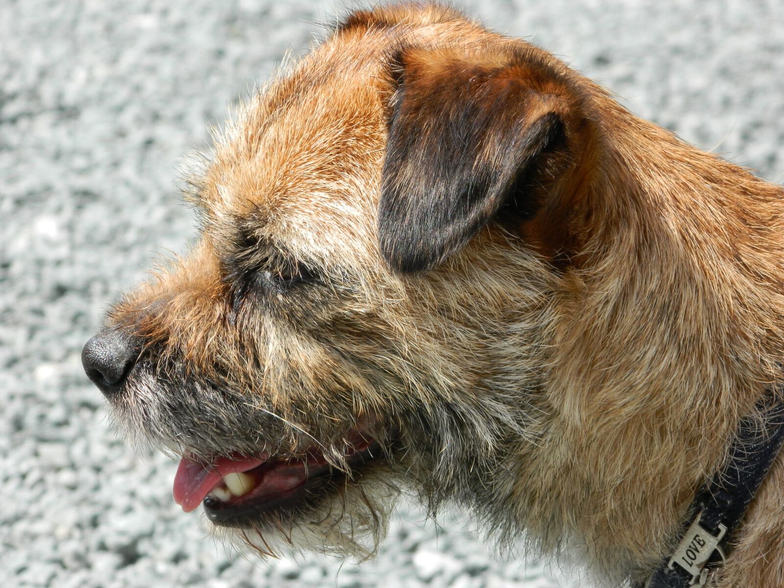 Nikon Coolpix L120 sample photo. Dog, pet, cute photography