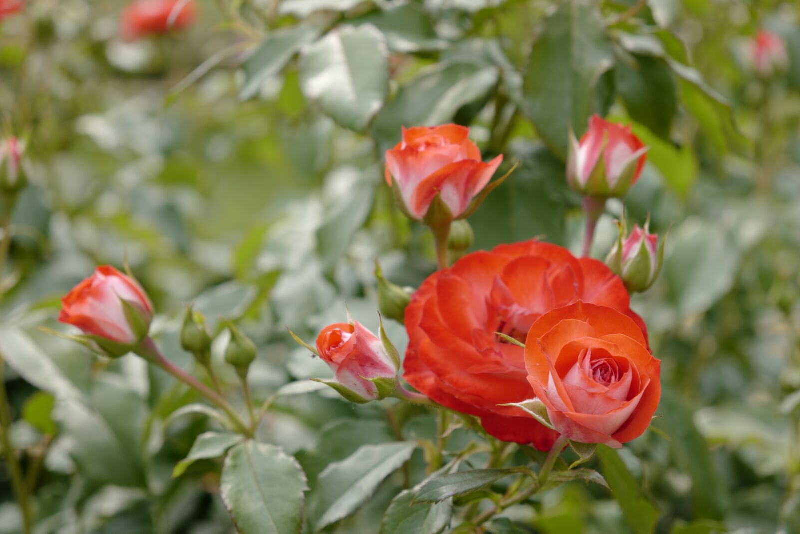 Vario-Elmar TL 1:3.5-5.6 / 18-56 ASPH. sample photo. Rose rose, red rose photography