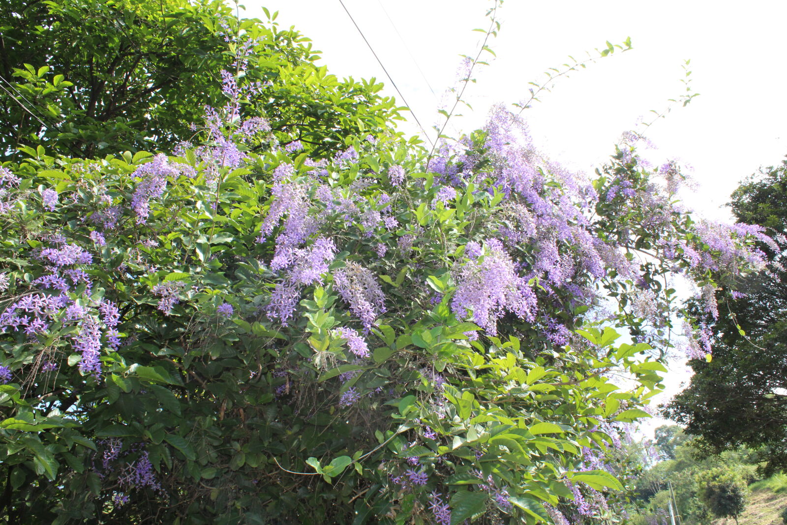 Canon EOS 1300D (EOS Rebel T6 / EOS Kiss X80) sample photo. Flowers, purple photography