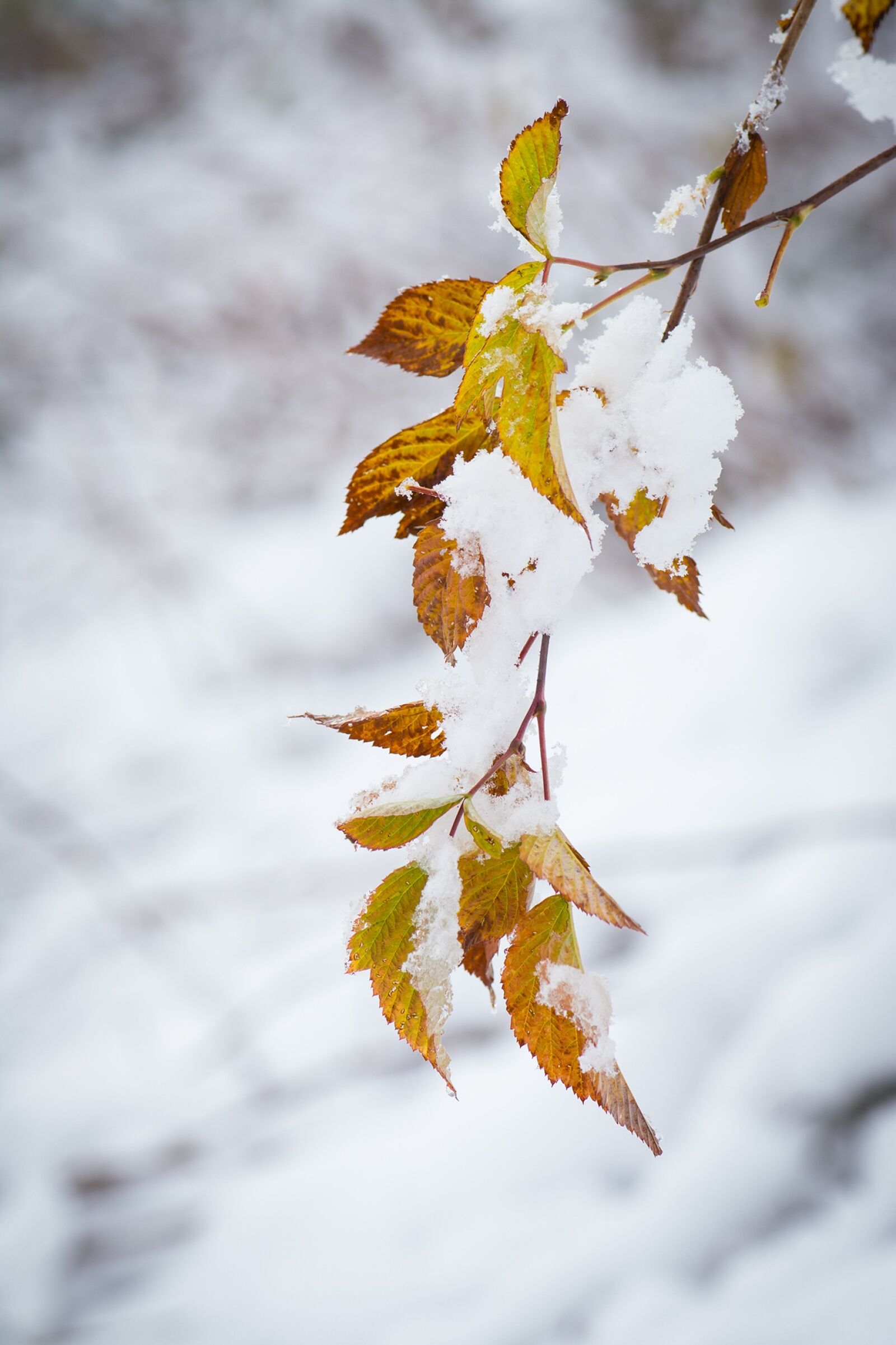 Nikon D7100 sample photo. Winter, snow, wintry photography