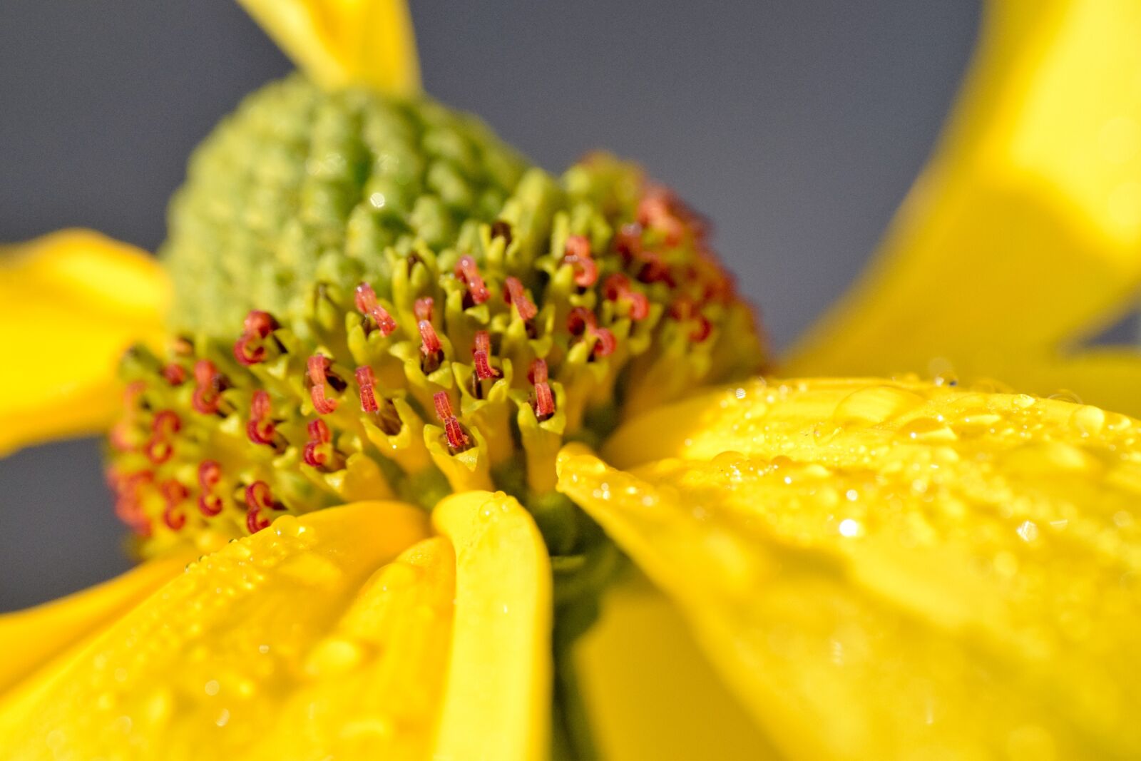 Nikon D3300 sample photo. Coneflower, closeup, detail photography