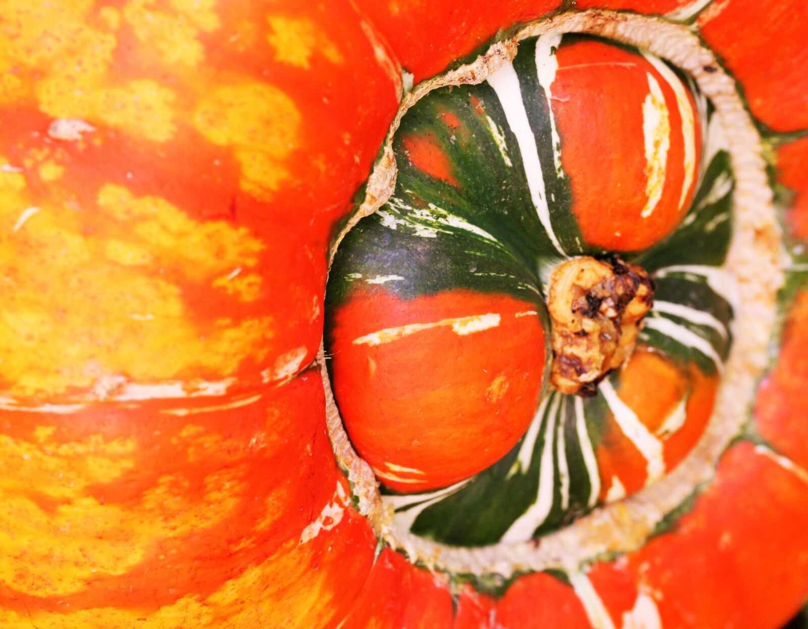 Canon EOS 450D (EOS Rebel XSi / EOS Kiss X2) sample photo. Gourd, harvest, autumn photography