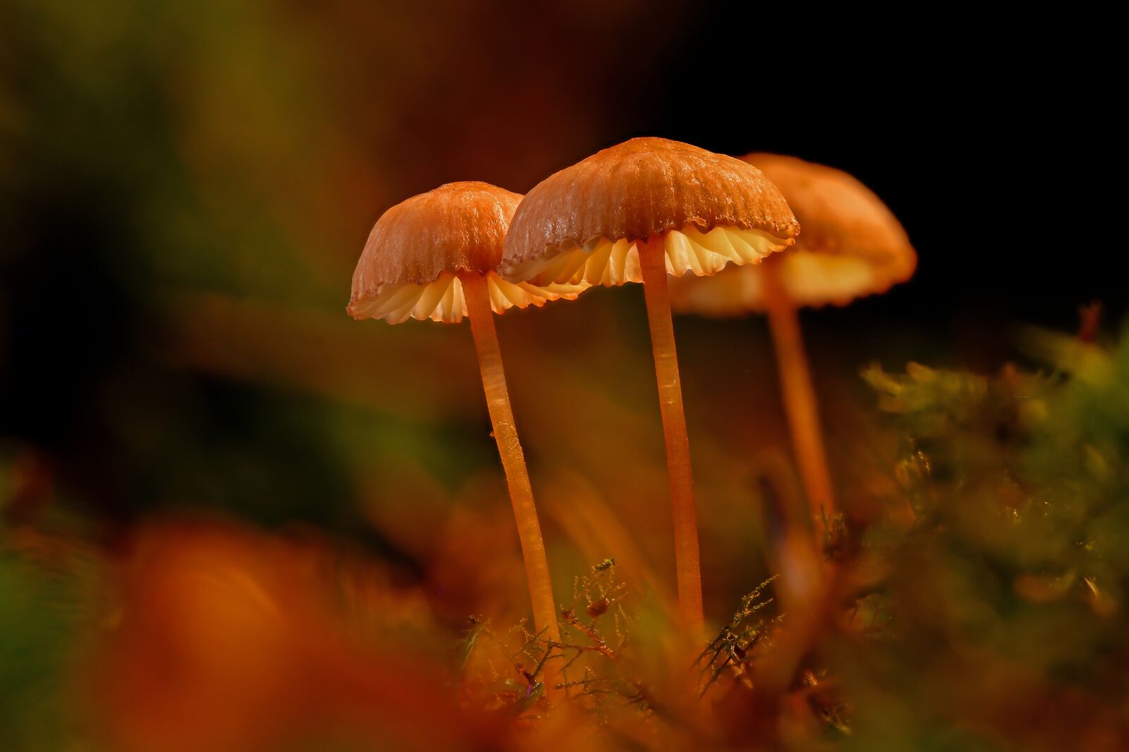 Canon EOS 7D sample photo. Mushroom, mushrooms, sponge photography