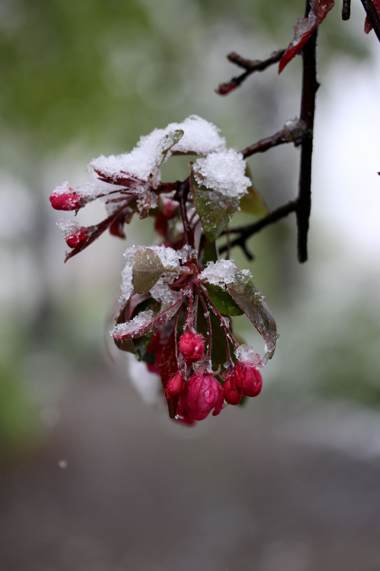 Canon EF-S 60mm F2.8 Macro USM sample photo. Flower, snow, frozen photography