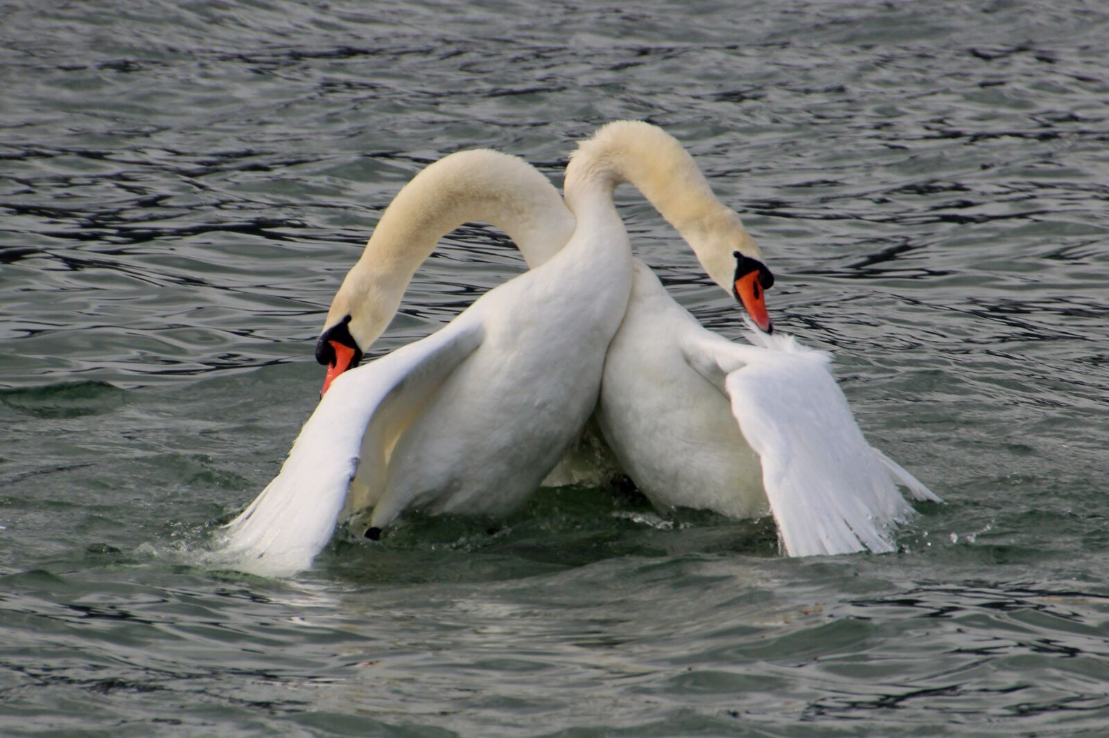 Canon EOS 600D (Rebel EOS T3i / EOS Kiss X5) sample photo. Swan fight, fight, swan photography