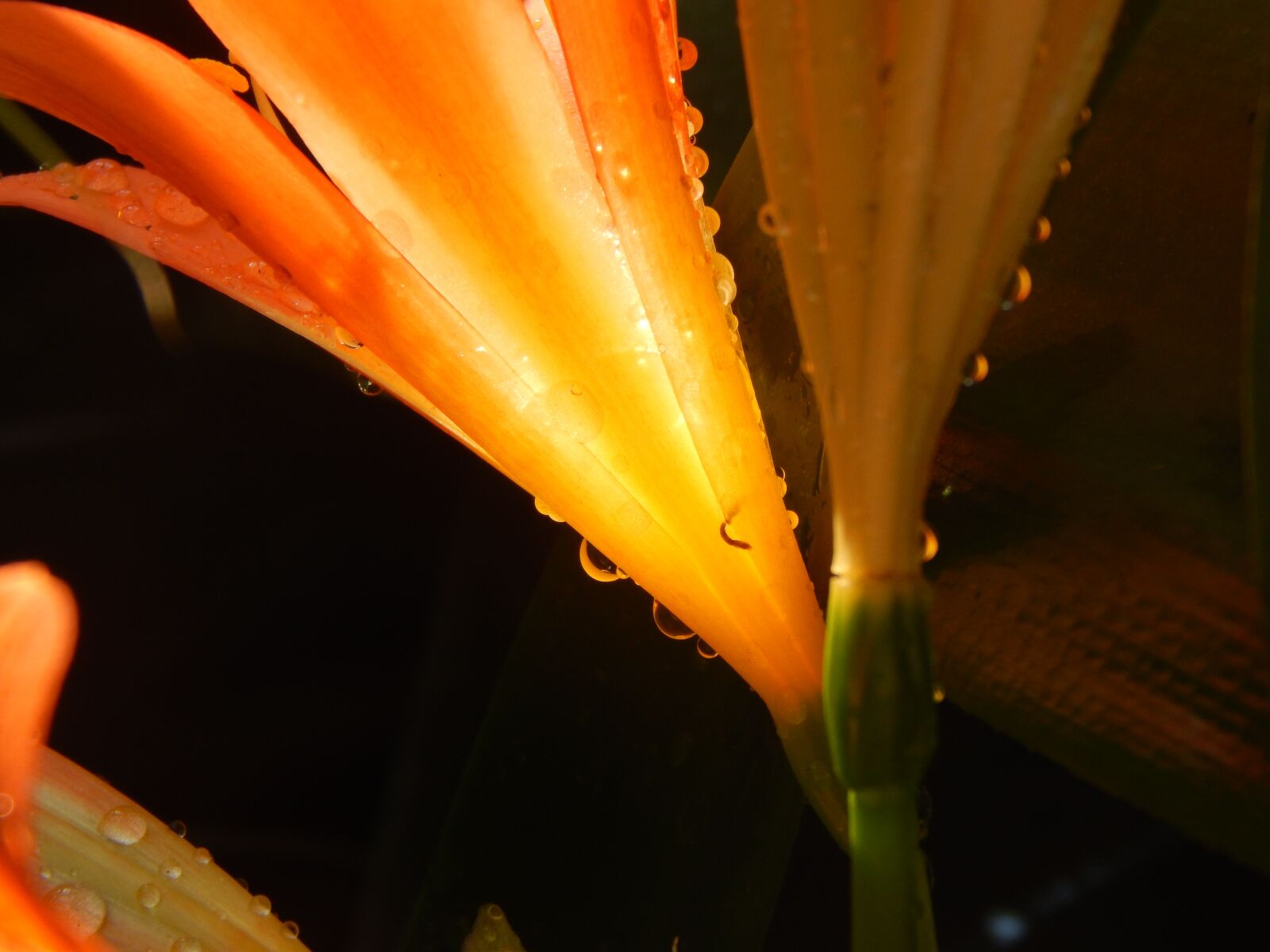 Nikon Coolpix L820 sample photo. Lily, orange, wet photography