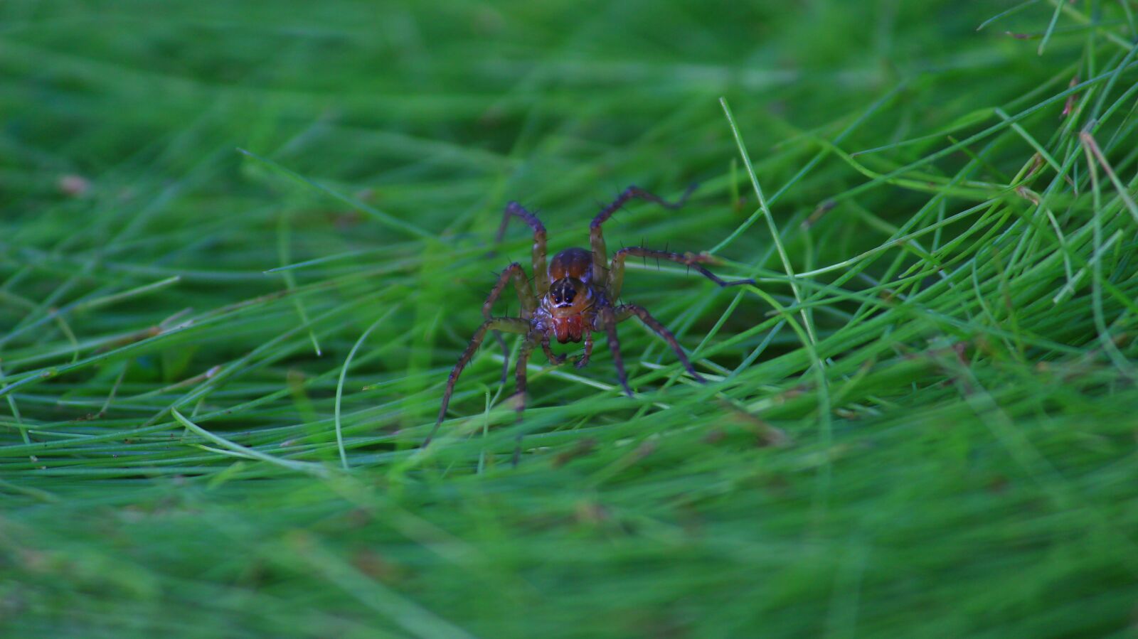 Canon EOS 600D (Rebel EOS T3i / EOS Kiss X5) sample photo. Spider, tiny, insect photography