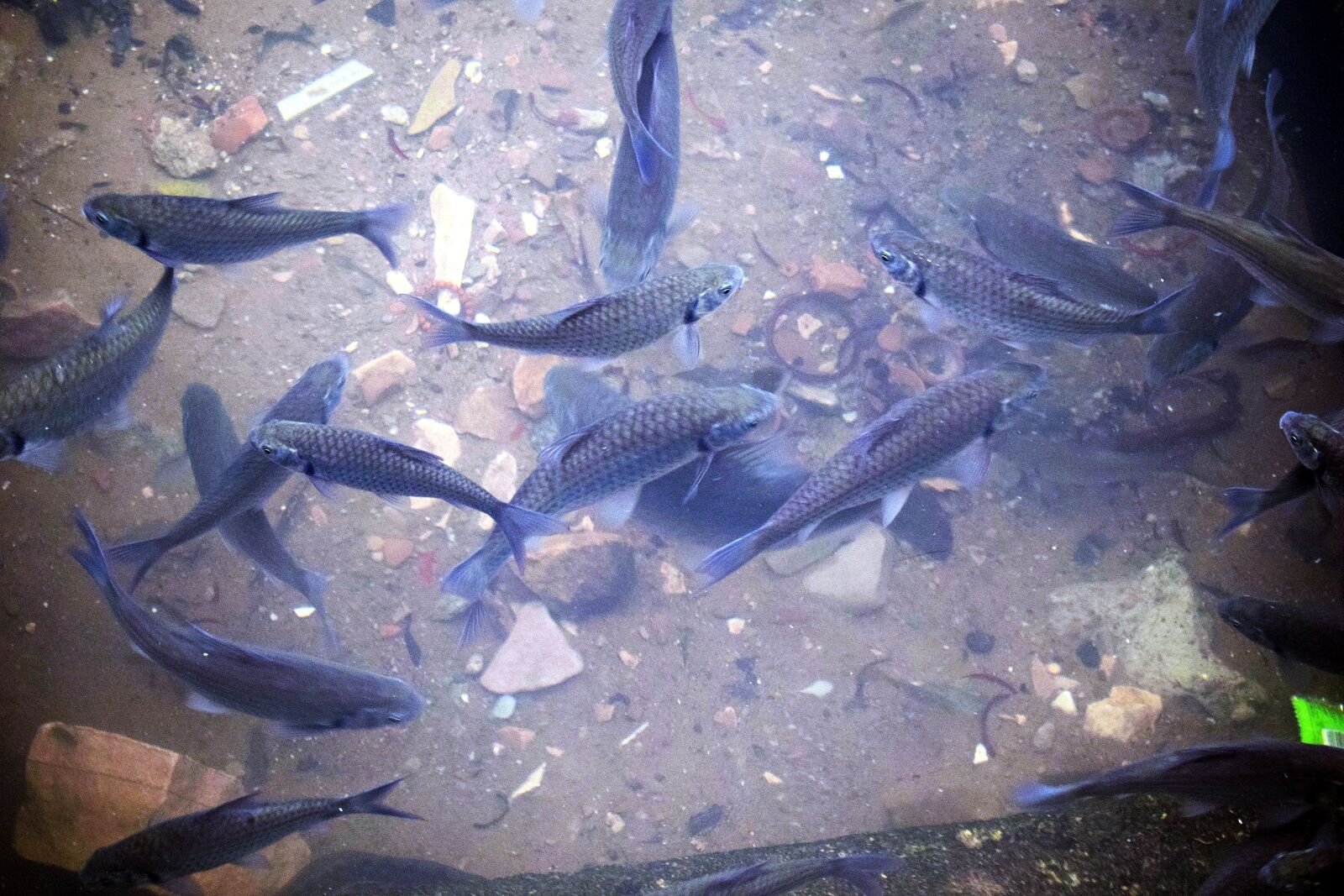 Nikon D3300 sample photo. Fish, pond, water photography