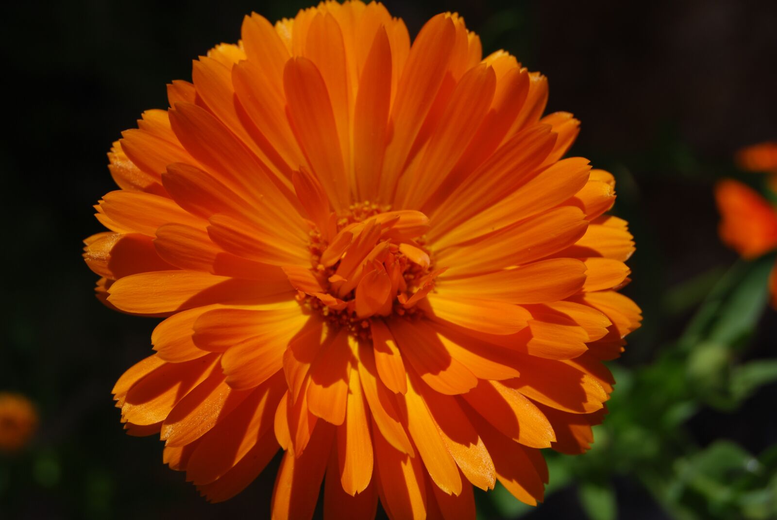Nikon D40X sample photo. Flower, blossom, bloom photography