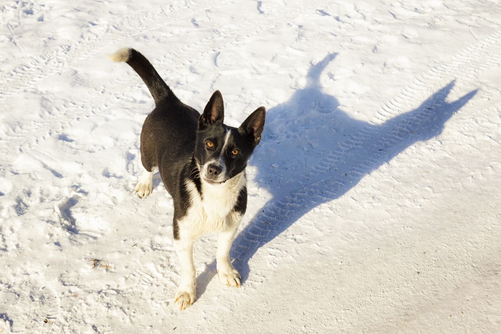Canon EOS 600D (Rebel EOS T3i / EOS Kiss X5) sample photo. Snow, winter photography