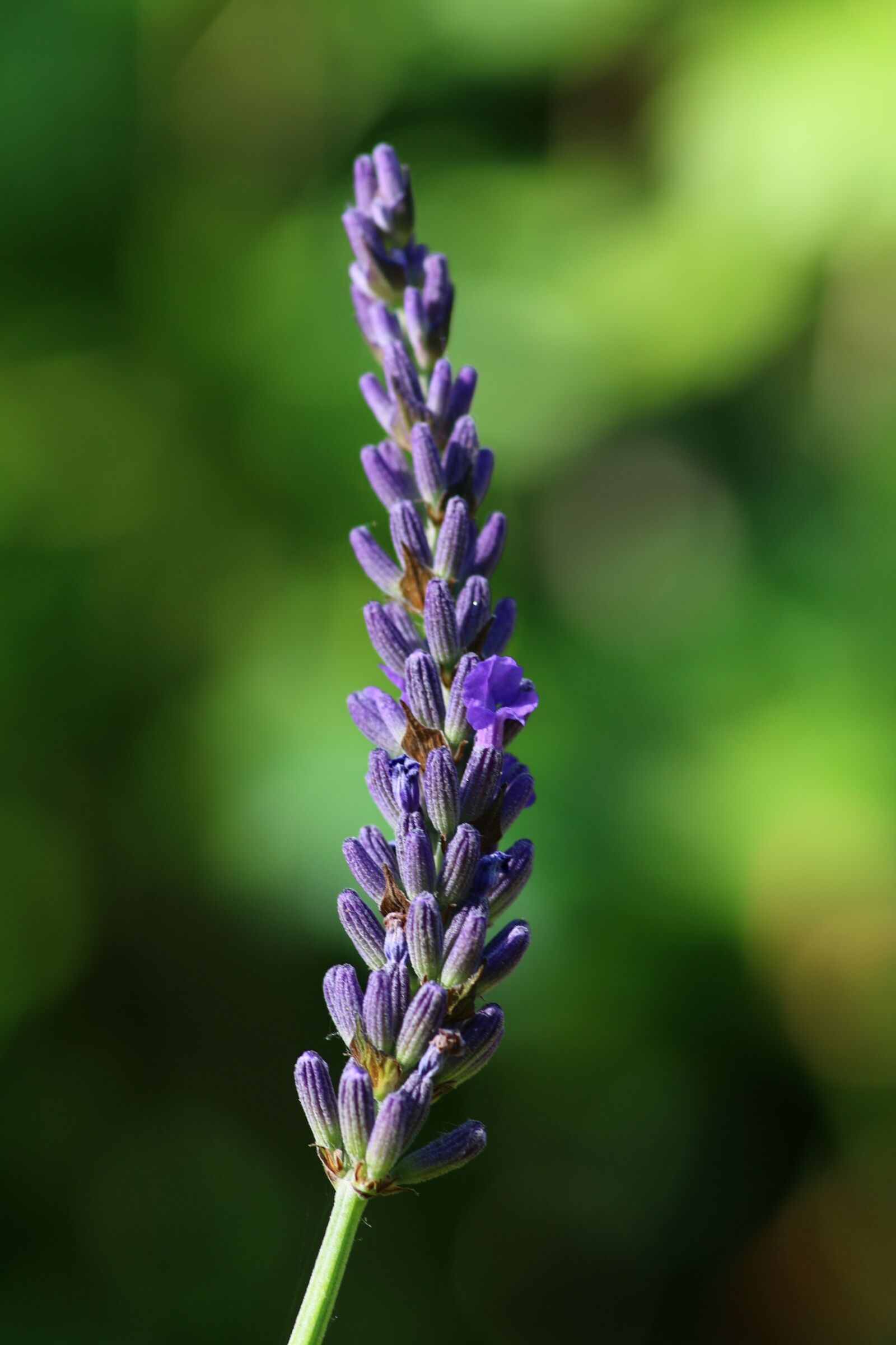 Canon EOS 70D sample photo. Lavender, branch, flower photography