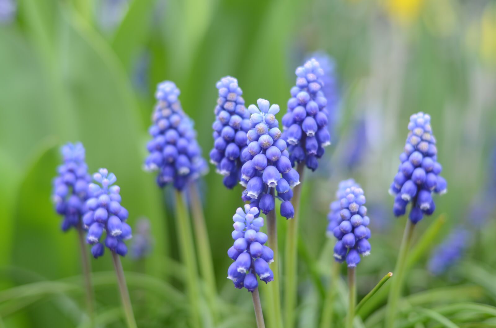 Nikon D5100 sample photo. Blue, flower, flowers photography