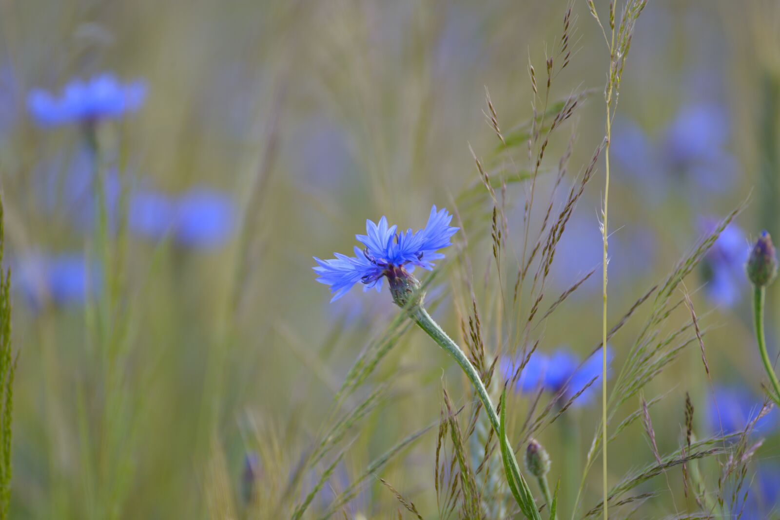 Nikon D800 sample photo. Cornflower, cornfield, field photography