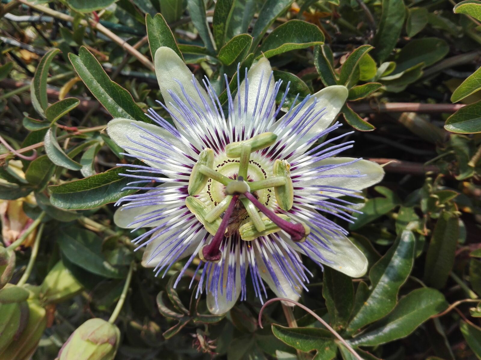 HUAWEI P8 Lite sample photo. Flower, plant, spring photography
