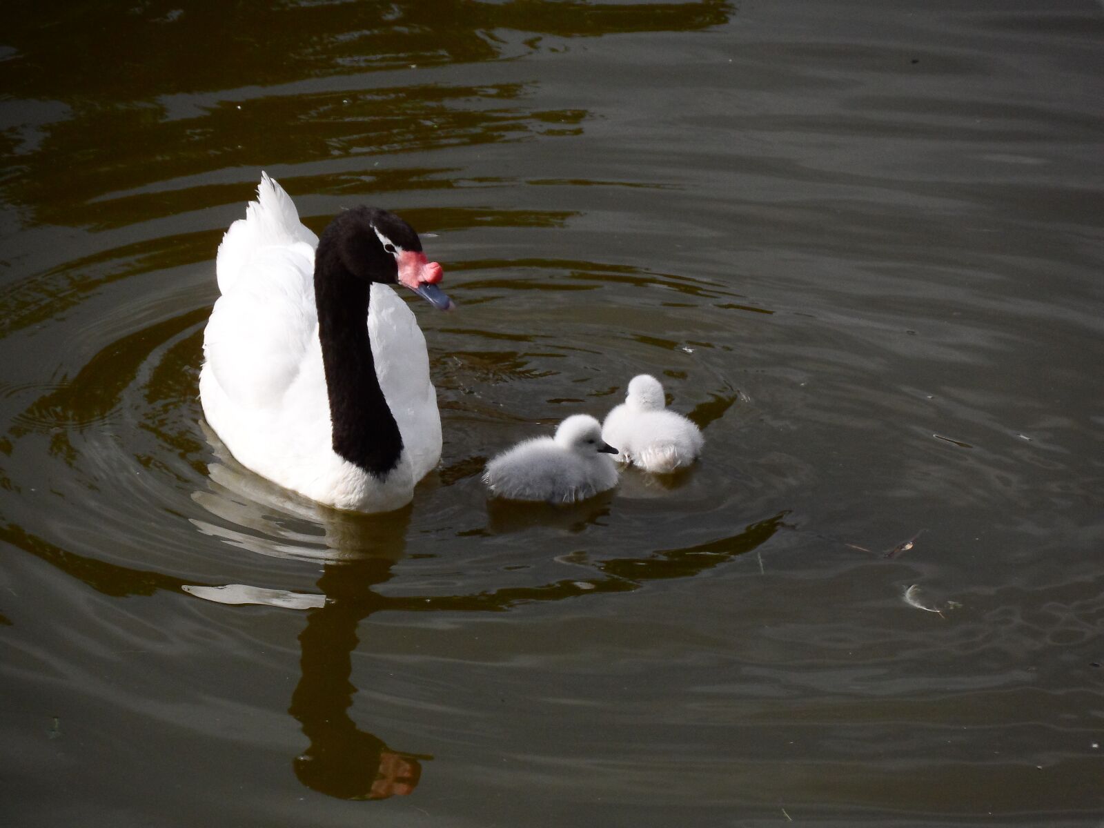 Samsung WB150 / WB150F / WB152 / WB152F / WB151 / WB151F / WB140 sample photo. Swan, family, birds photography