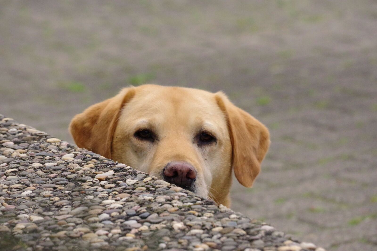 Pentax K-70 sample photo. Labrador, dog, pet photography