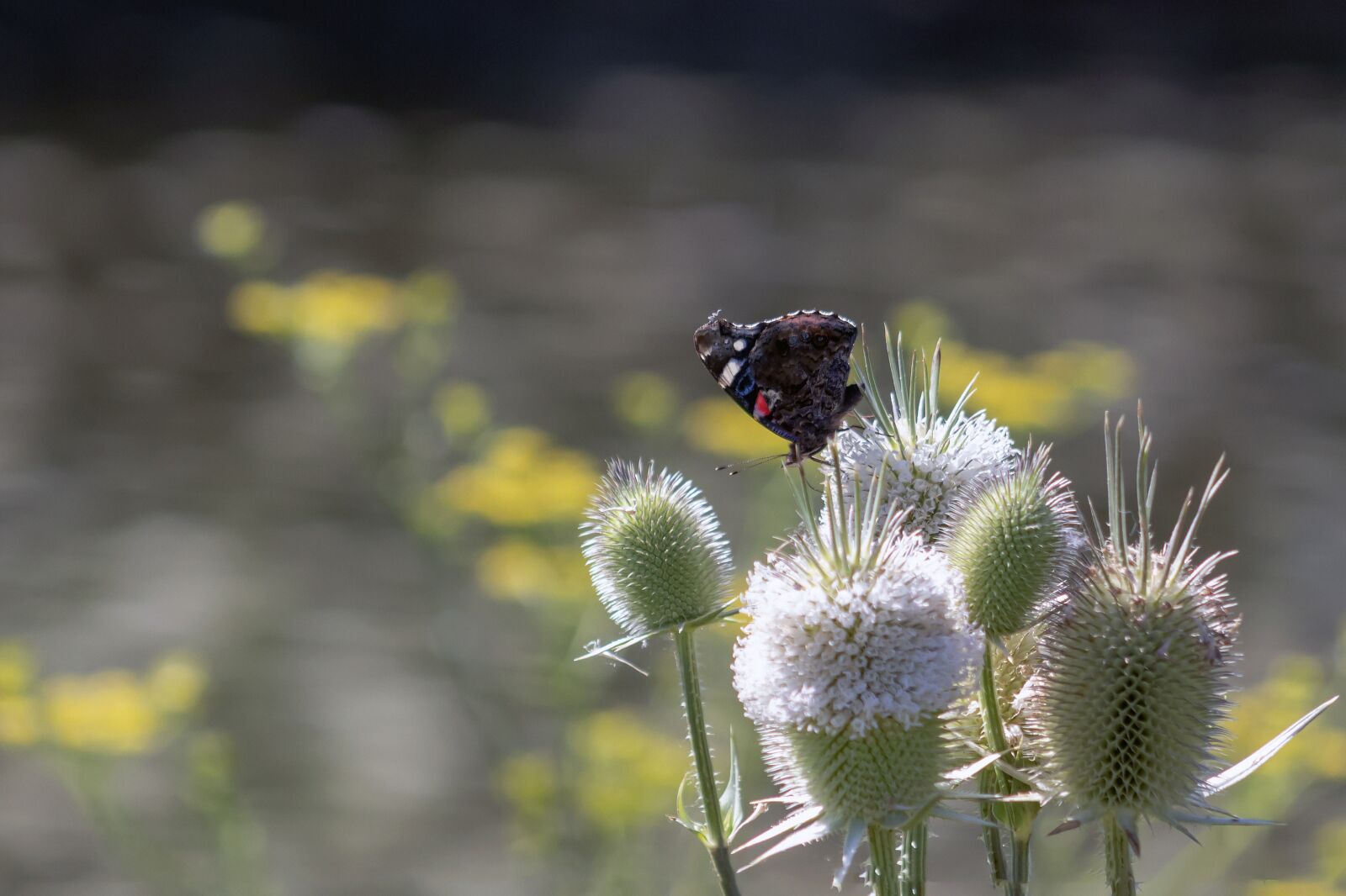 Canon EOS 1300D (EOS Rebel T6 / EOS Kiss X80) + EF75-300mm f/4-5.6 sample photo. Butterfly, insect, wildflower photography