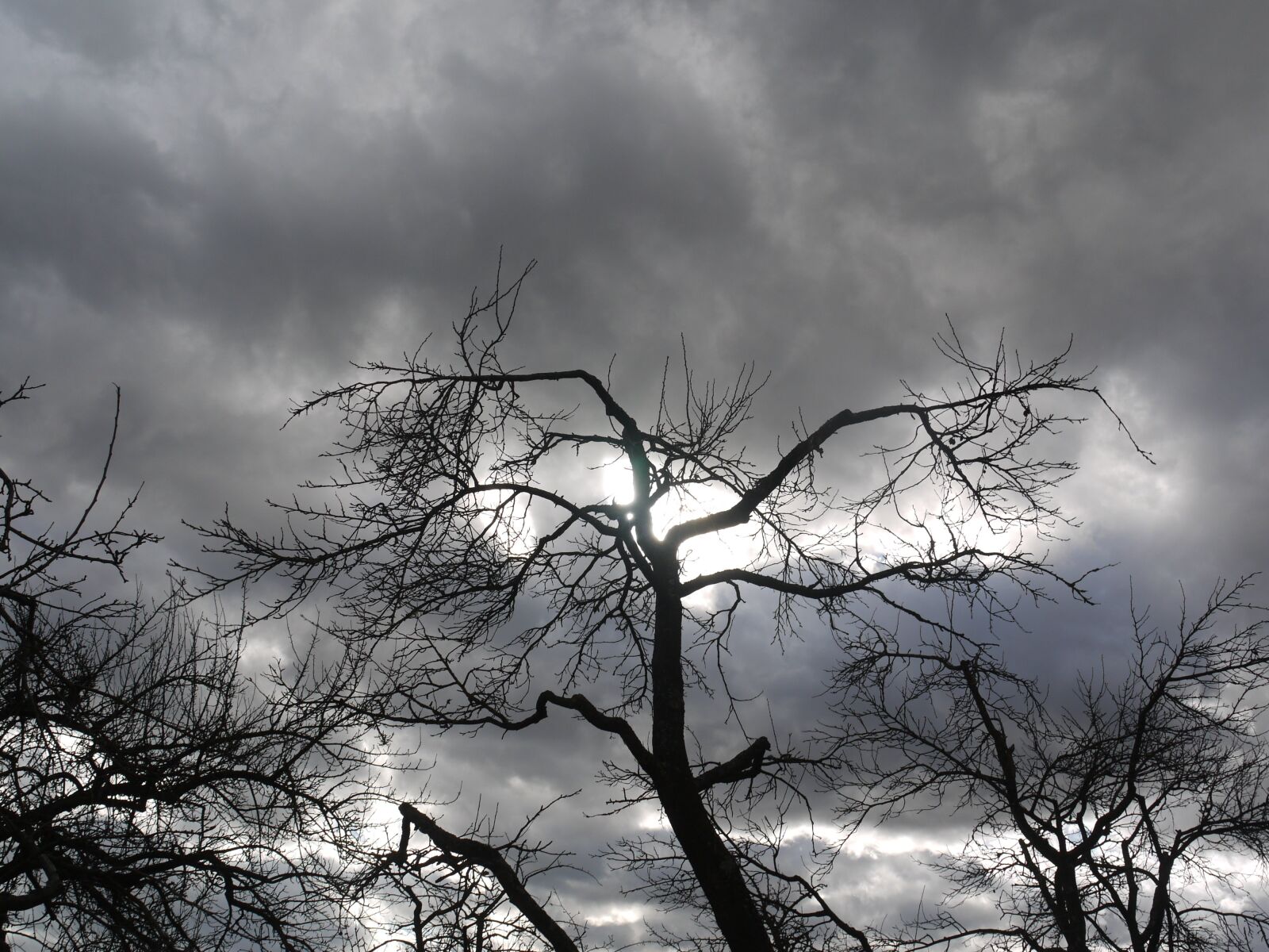 Panasonic Lumix DMC-G1 sample photo. Tree, forward, winter photography