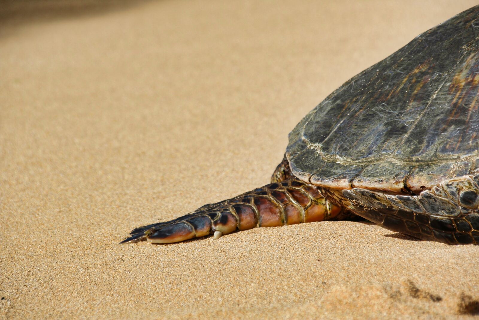 Canon EOS 1200D (EOS Rebel T5 / EOS Kiss X70 / EOS Hi) sample photo. Turtle, hawaii, green turtle photography