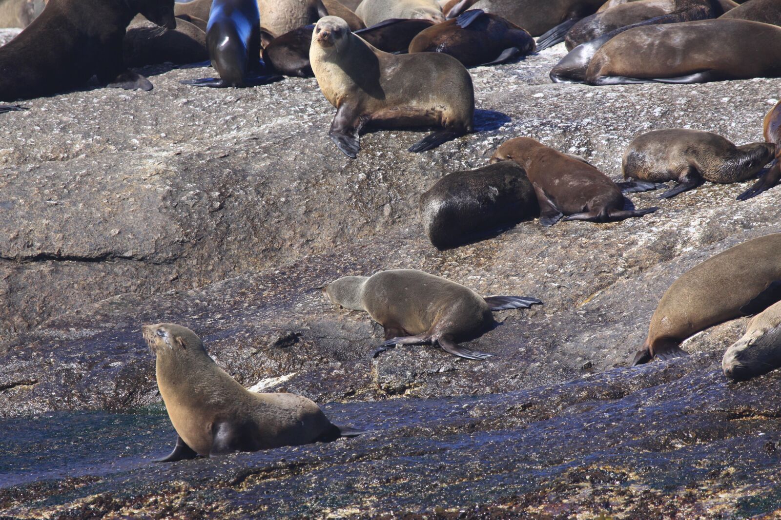 Canon EOS 50D sample photo. Seal, duiker island, africa photography