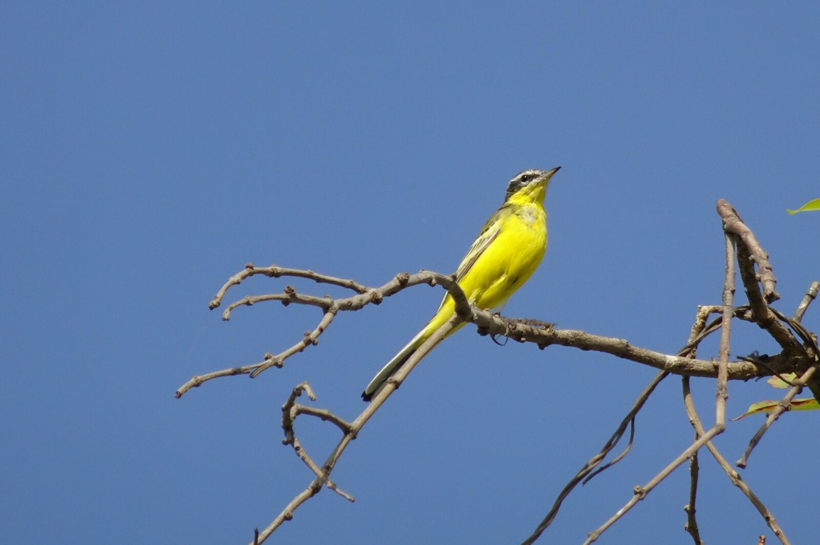 Sony Cyber-shot DSC-HX90V sample photo. Bird, western yellow wagtail photography