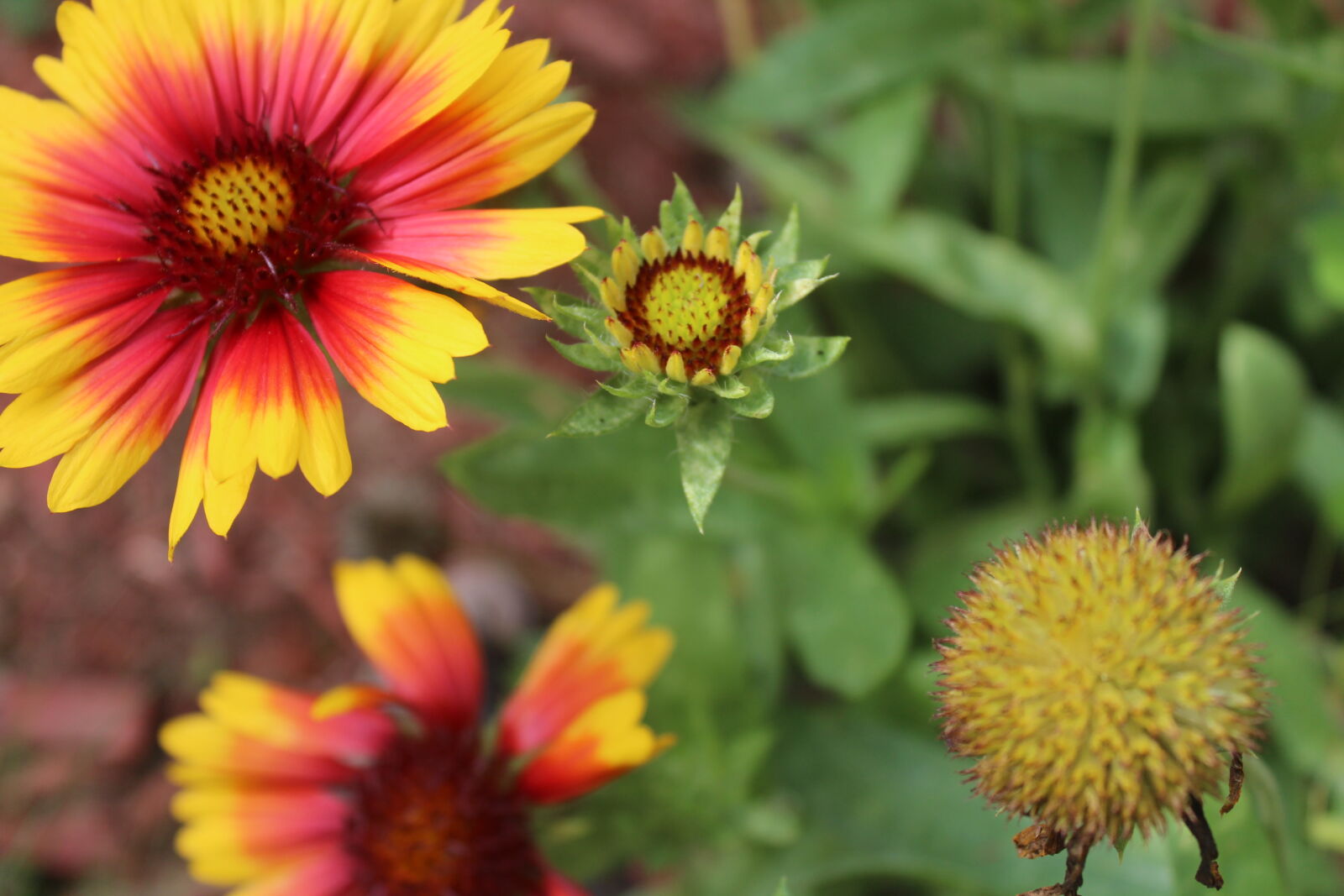Canon EOS 1200D (EOS Rebel T5 / EOS Kiss X70 / EOS Hi) sample photo. Autumn, colours, daisies, flowers photography