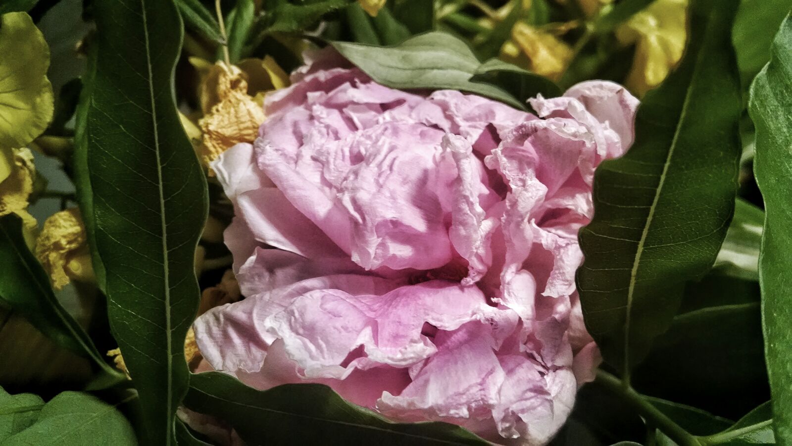 Motorola Moto X (1st Gen) sample photo. Flower, pink, summer, wither photography