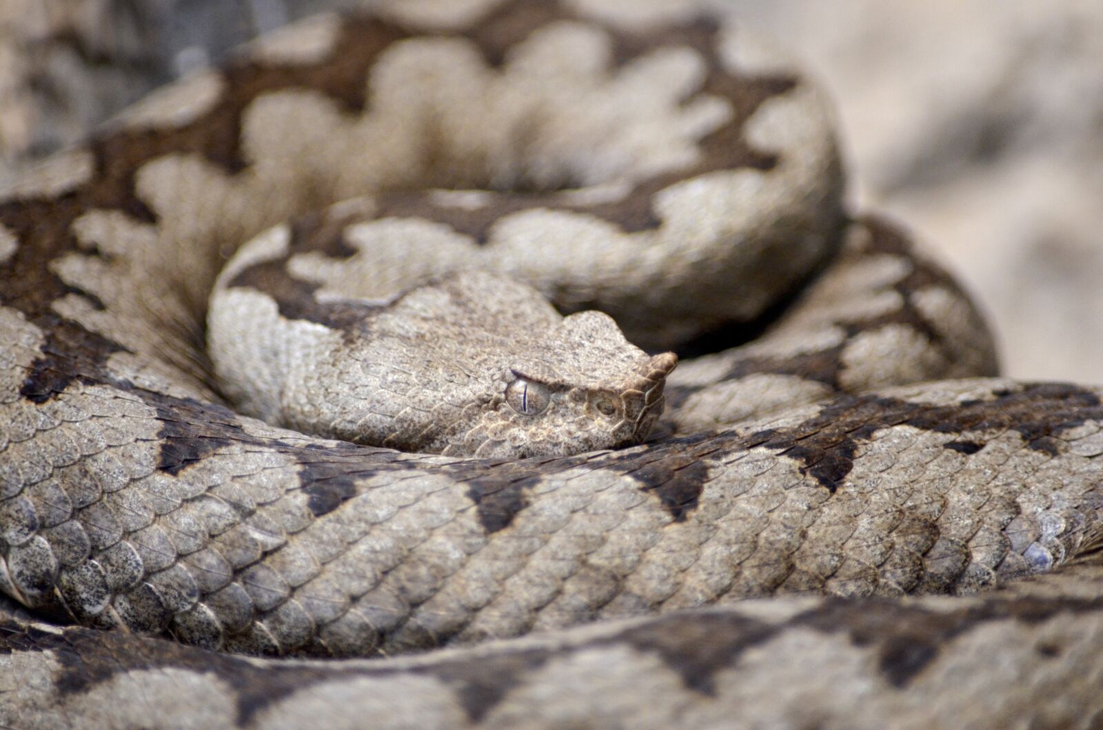 Nikon D5100 sample photo. Horned viper, viper, snake photography