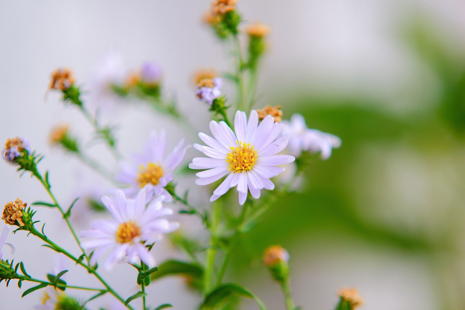 Canon EOS 60D sample photo. My garden, flower, nature photography