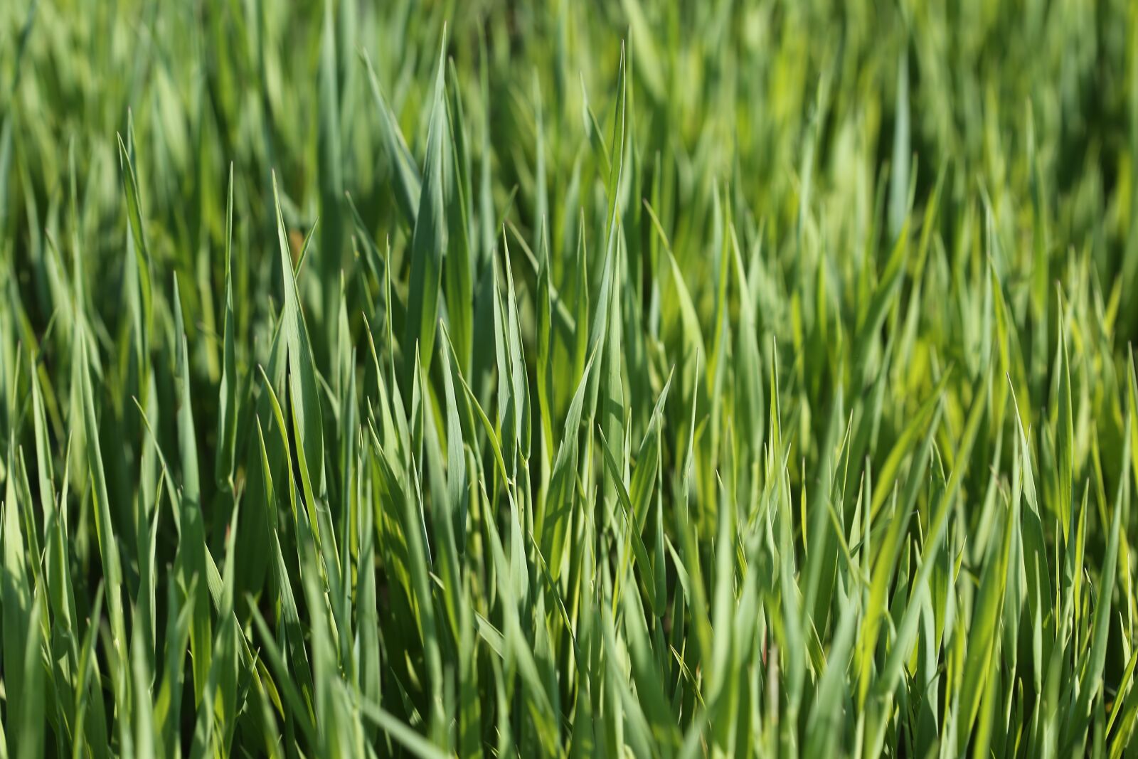 Canon EOS 6D + Canon EF 100mm F2.8 Macro USM sample photo. Young oats on sunset photography