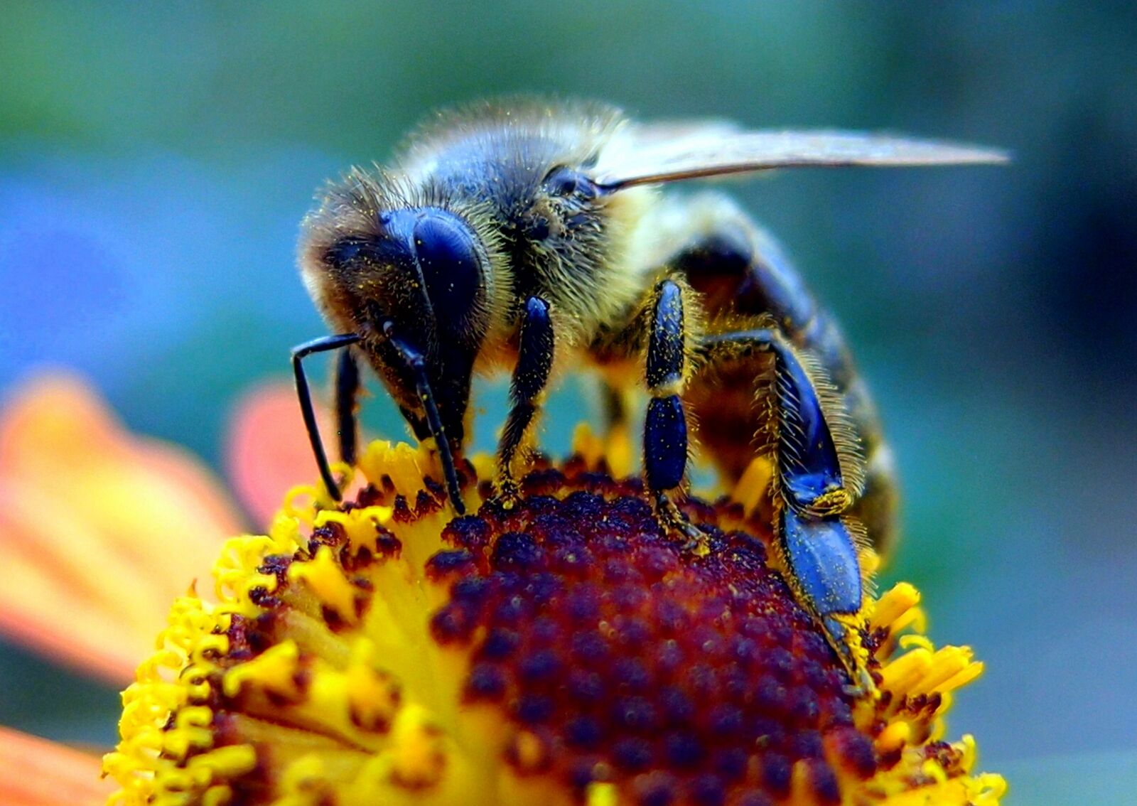 Olympus XZ-1 sample photo. Bee, flower, insect photography