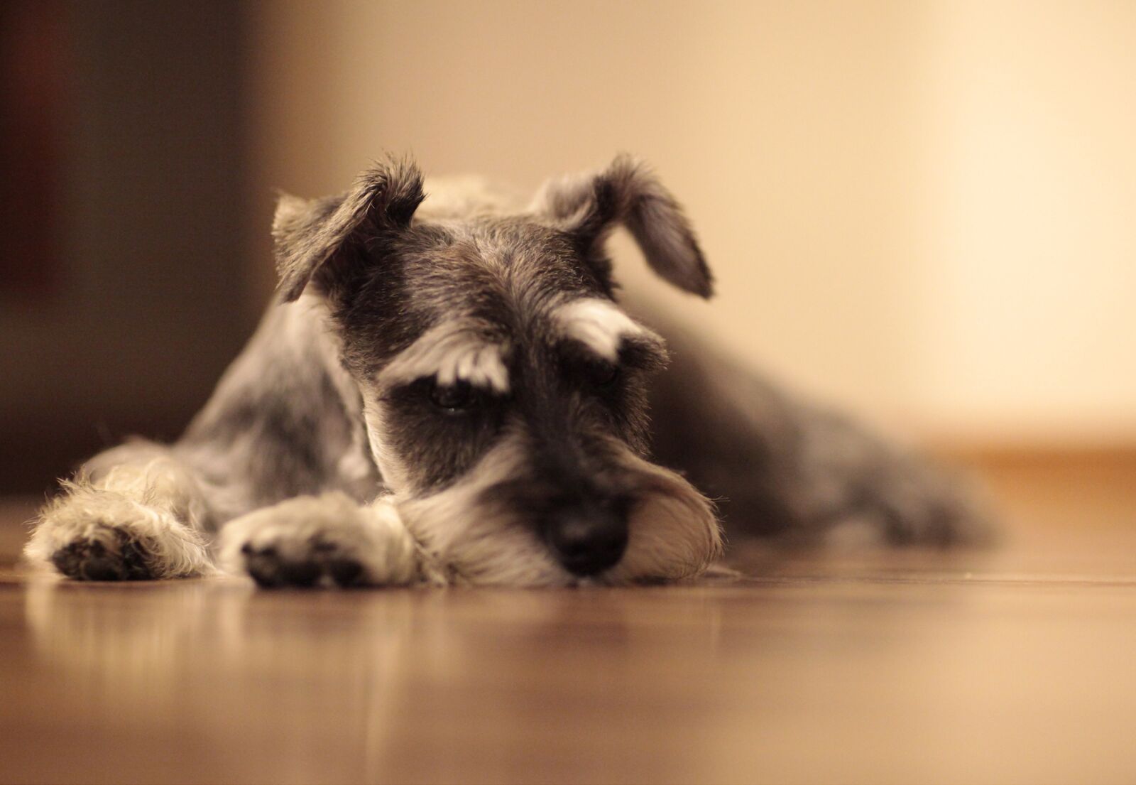 Canon EOS 5D Mark II sample photo. Schnauzer, dog, puppy photography