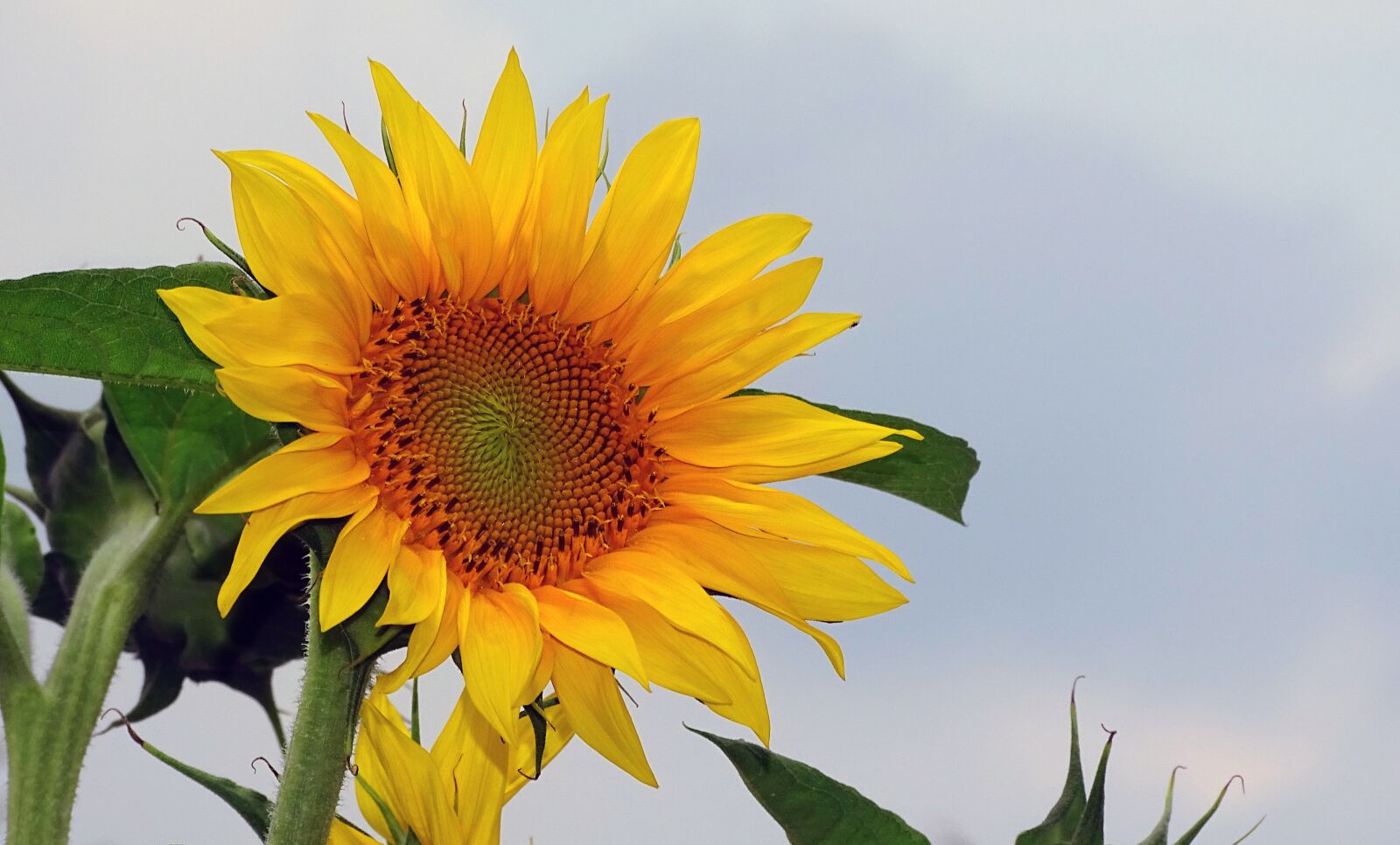 Sony Cyber-shot DSC-HX400V sample photo. Sunflower, helianthos, yellow photography