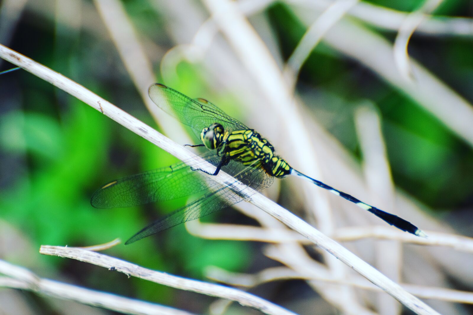 Nikon D7500 sample photo. Dragonfly, insect, animal photography