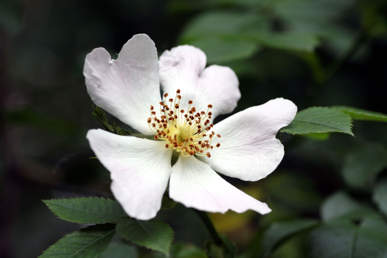 Canon EOS 350D (EOS Digital Rebel XT / EOS Kiss Digital N) sample photo. Flower, pistil was, nature photography
