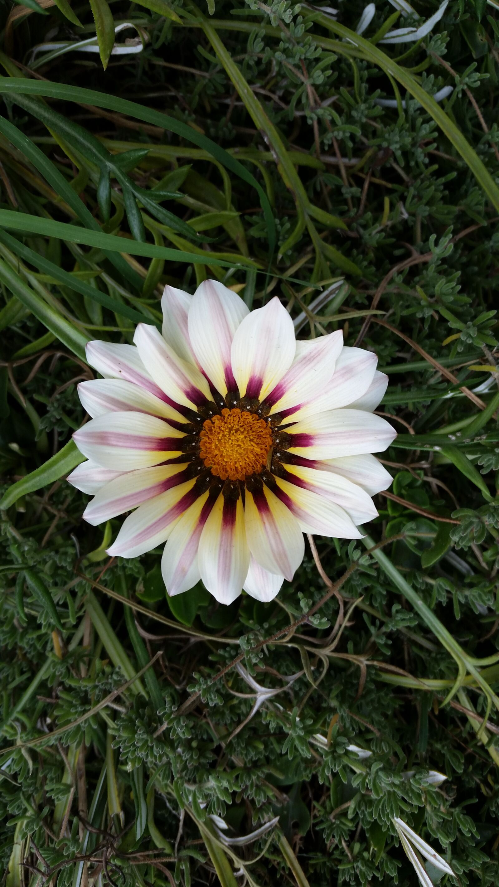 Samsung Galaxy S5 sample photo. Mid-autumn festival flower, wild photography