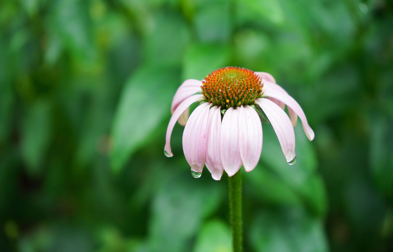 Sony a7 II + Sony FE 28-70mm F3.5-5.6 OSS sample photo. Flower, nature, blossom photography