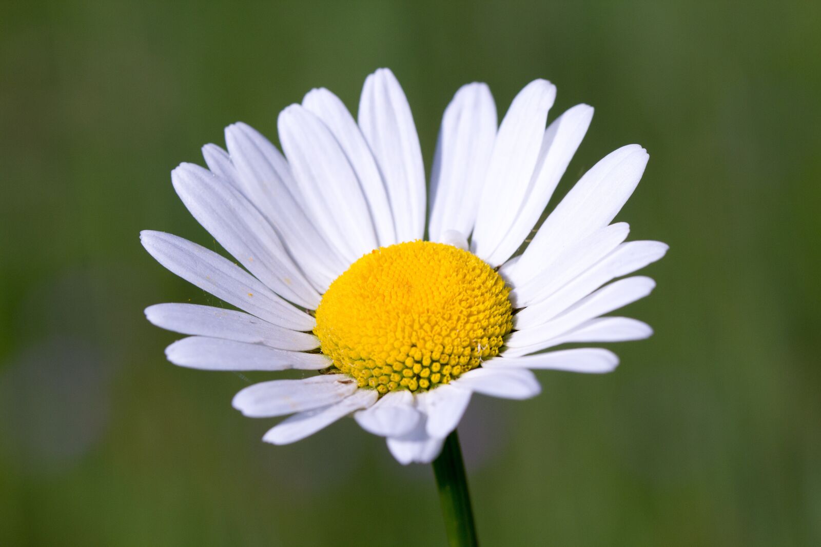 Canon EOS 60D sample photo. Blossom, bloom, margarithe photography