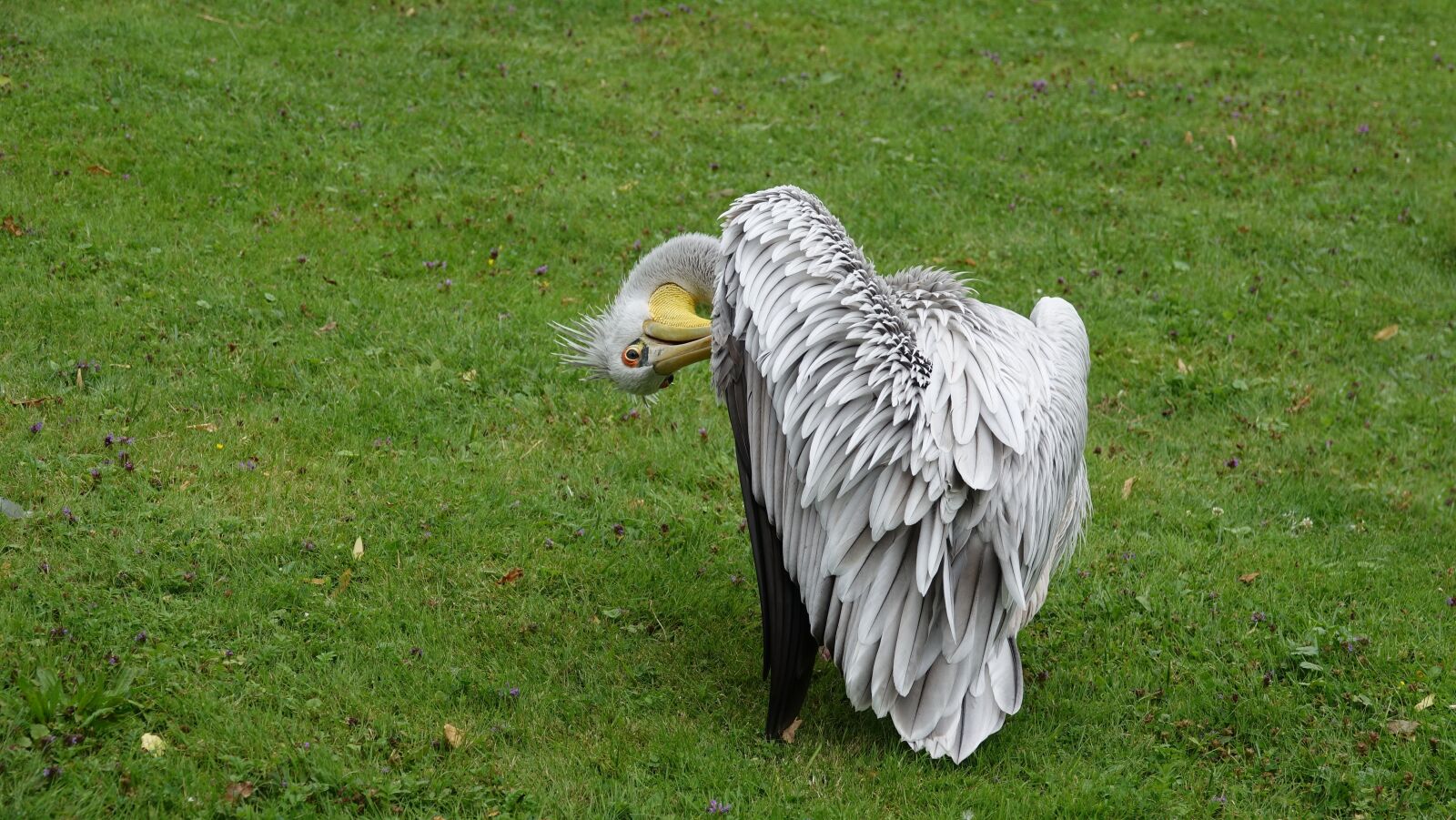 Sony Cyber-shot DSC-RX10 III sample photo. Pelikan, zoo, bird photography