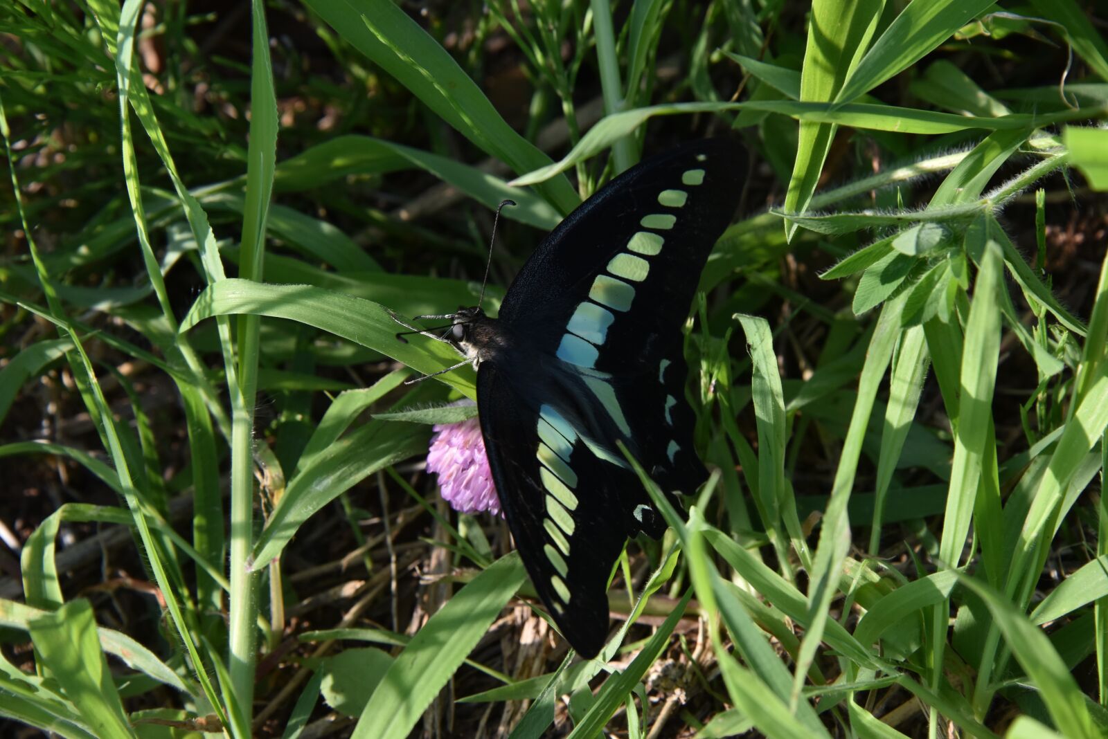Nikon D810 sample photo. Natural, butterfly, bug photography