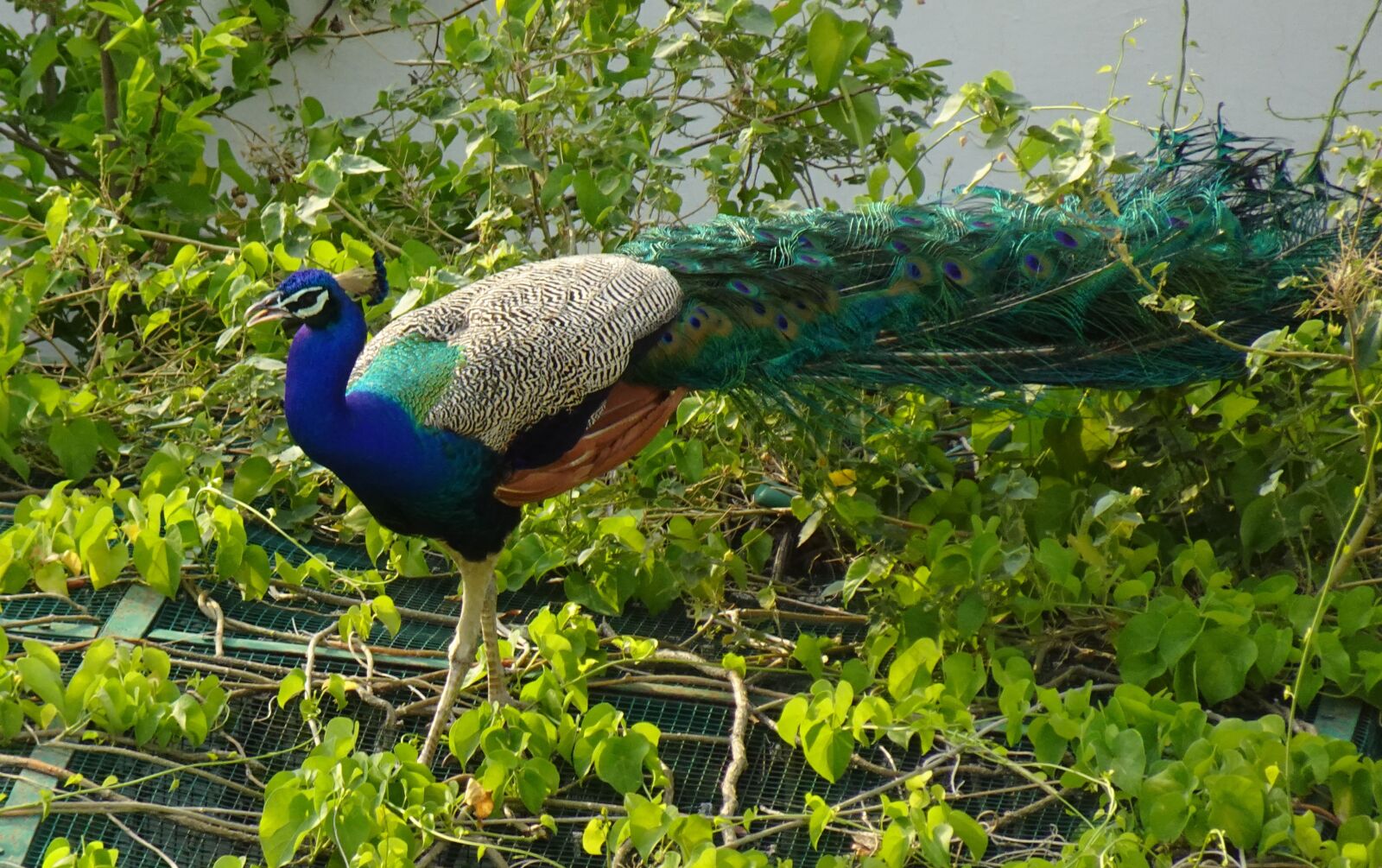 Sony DSC-WX800 sample photo. Peacock, bird, plumage photography