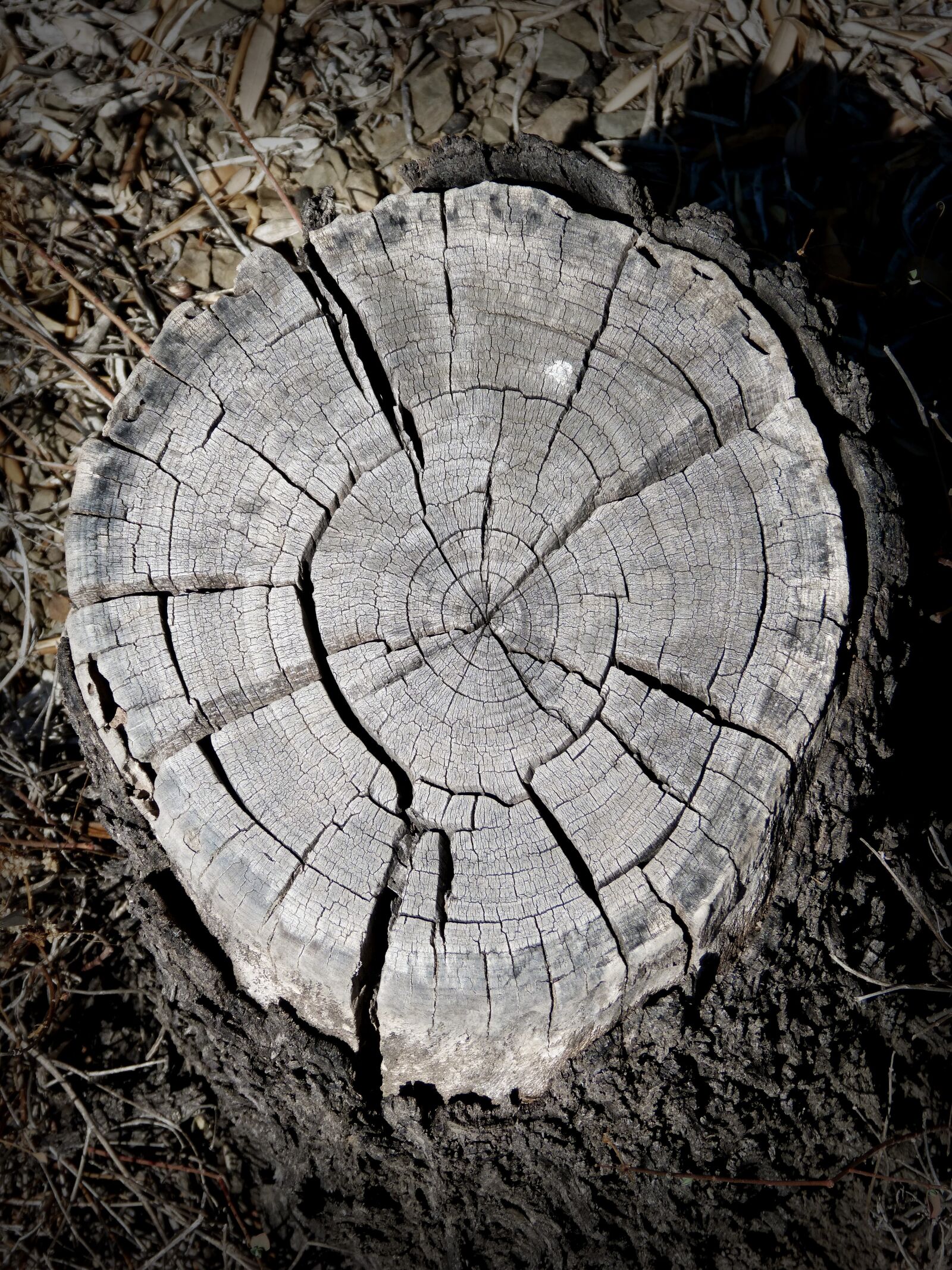 Panasonic DMC-FZ62 sample photo. Trunk, rings, section photography