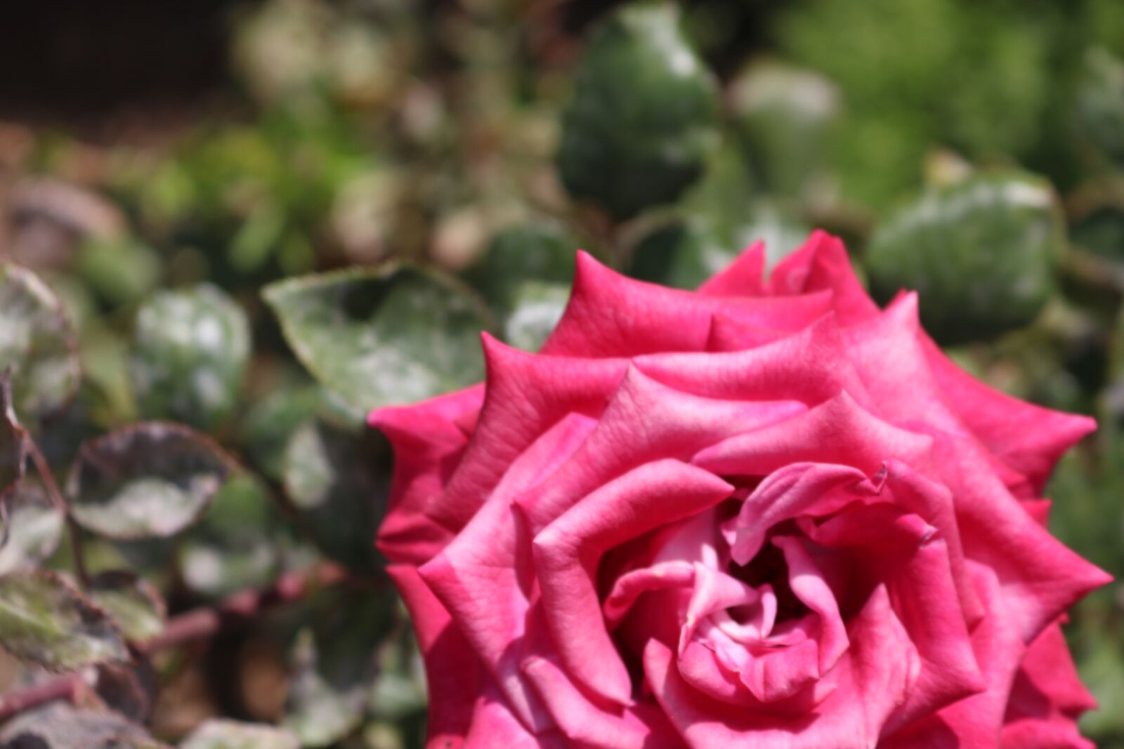 Canon EOS 750D (EOS Rebel T6i / EOS Kiss X8i) sample photo. Flower, rose, rosas photography