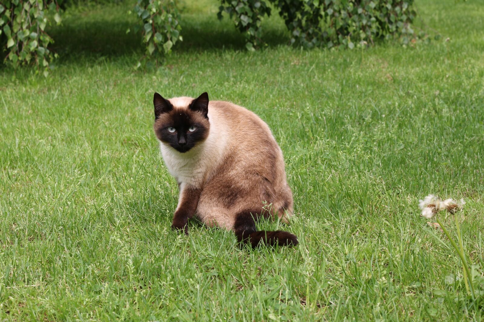 Canon EOS 70D + Canon EF 50mm F1.8 STM sample photo. Cat, siamese, domestic animal photography