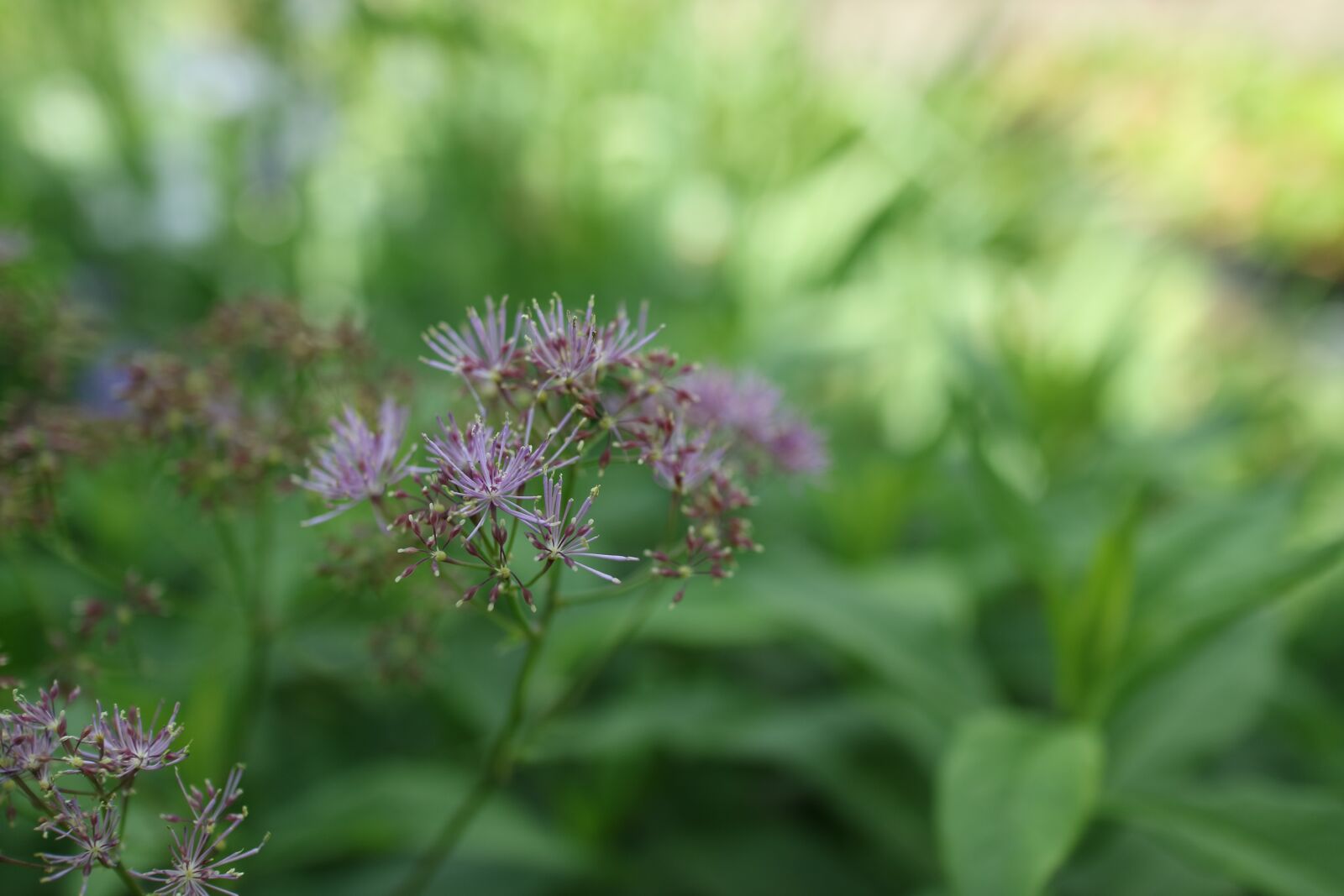 Canon EOS M3 + Canon EF-M 22mm F2 STM sample photo. Thalictrum, meadow rue, columbine photography